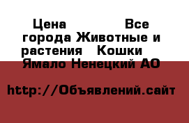 Zolton › Цена ­ 30 000 - Все города Животные и растения » Кошки   . Ямало-Ненецкий АО